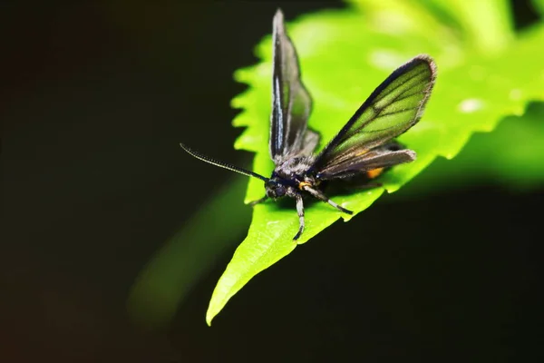 Macro Photo Papillon Gros Plan — Photo