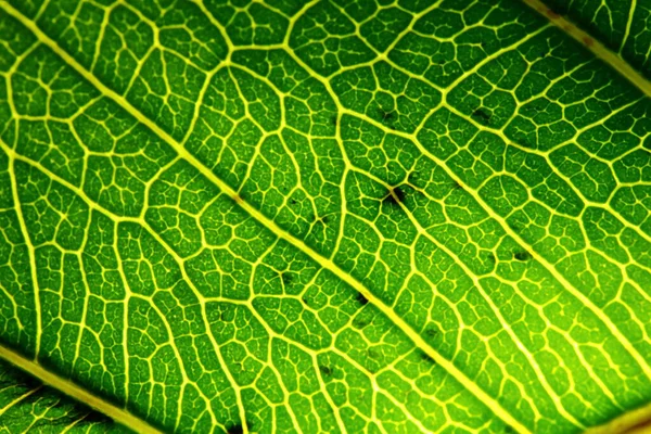 Textura Folhas Verdes Natureza Para Fundo — Fotografia de Stock