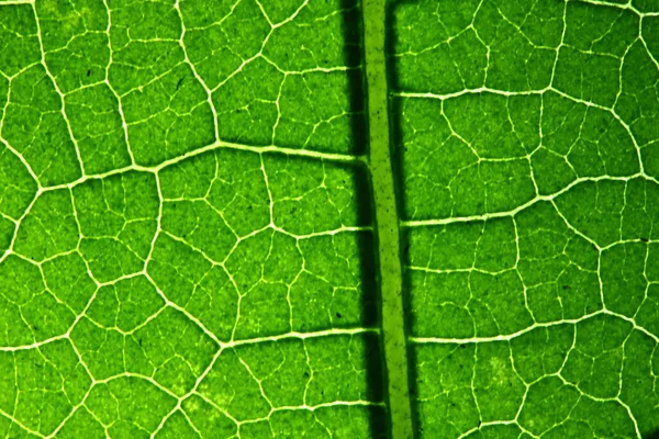 Textura Folhas Verdes Natureza Para Fundo — Fotografia de Stock