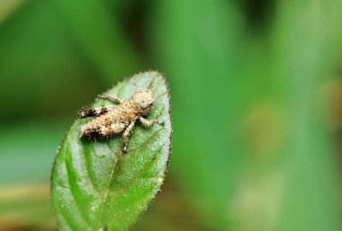 Güzel böcek çekirgesi güneşli yeşil yaprakların arasına gizlenmiş.