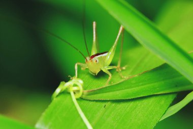Bahçedeki genç kriketin doğa sahnesi