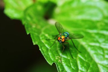 Arka planda makro fotoğraftaki küçük sinek böcekleri