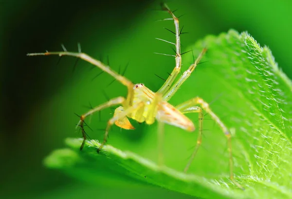 Makro Fotografi Hoppande Spindel Grönt Blad För Bakgrund — Stockfoto