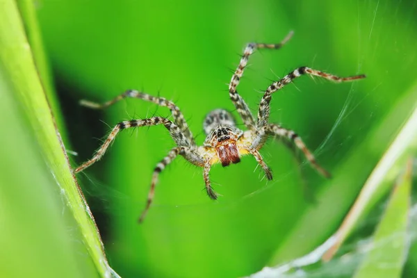 Makro Fotografia Skoku Pająka Zielonym Liściu Tle — Zdjęcie stockowe