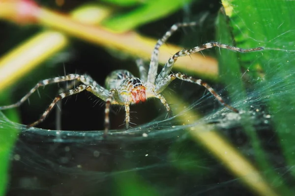Macro Φωτογραφία Της Jumping Spider Πράσινο Φύλλο Για Φόντο — Φωτογραφία Αρχείου