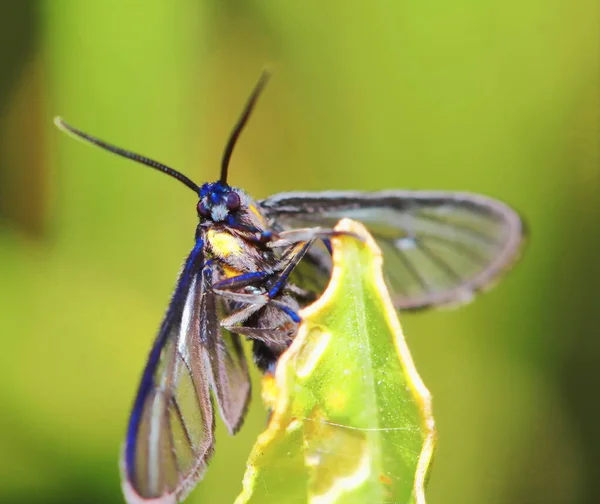 Makroaufnahme Eines Schmetterlings Aus Nächster Nähe — Stockfoto