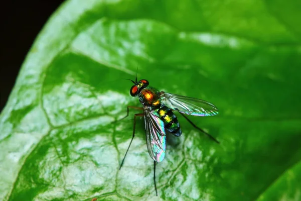 Piccoli Insetti Mosca Macrofotografia Sfondo — Foto Stock