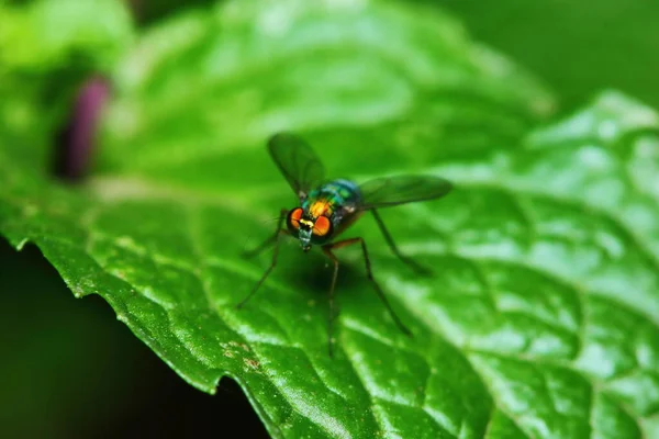 Pequeños Insectos Mosca Macrofotografía Sobre Fondo — Foto de Stock