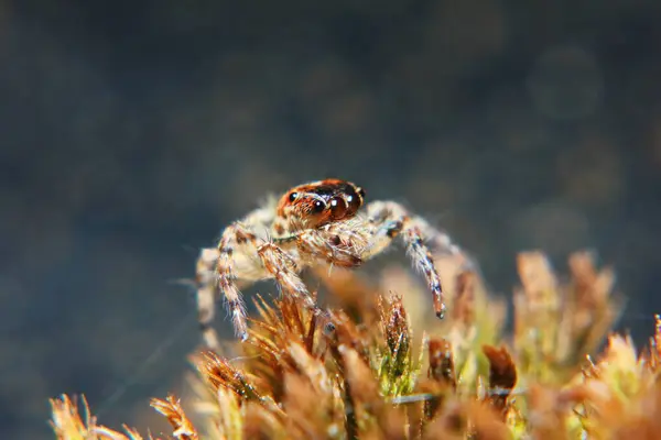 Macro Fotografía Salto Araña Sobre Musgo Viejo Naturaleza Para Fondo — Foto de Stock