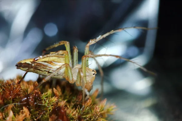 Makrofotografie Der Springenden Spinne Auf Altem Moos Der Natur Als — Stockfoto