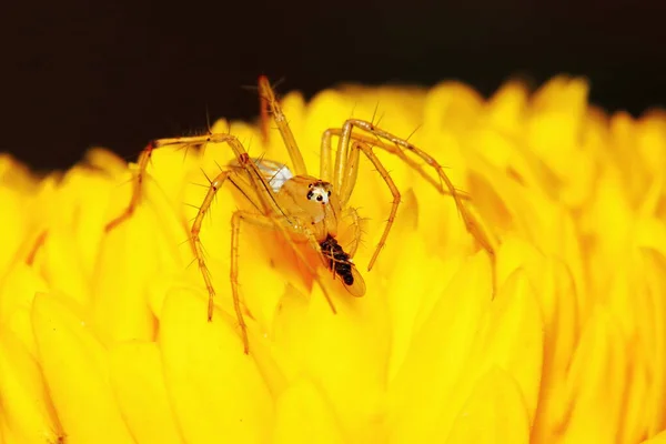 Macro Photographie Araignée Sauteuse Sur Fleur Jaune Souci — Photo