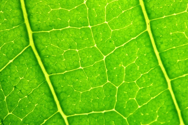 Textura Zelených Listů Přírodě Pro Pozadí — Stock fotografie