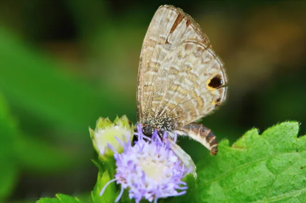 Macro Photo Papillon Gros Plan — Photo