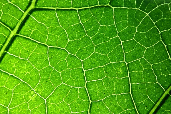 Struktur Gröna Blad Naturen För Bakgrund — Stockfoto