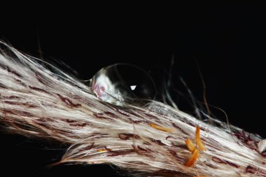 Arka plan için makrodaki çiçeğin üzerindeki çiy taneleri