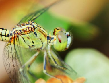Doğadaki yusufçuk resmi.