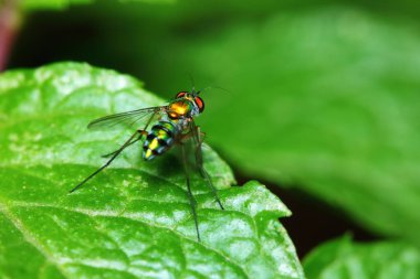 Arka planda makro fotoğraftaki küçük sinek böcekleri
