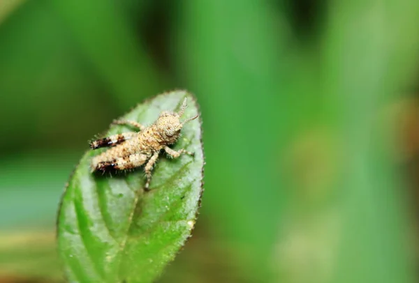 Hermoso Saltamontes Insectos Está Enmascarado Entre Hojas Verdes Soleado —  Fotos de Stock