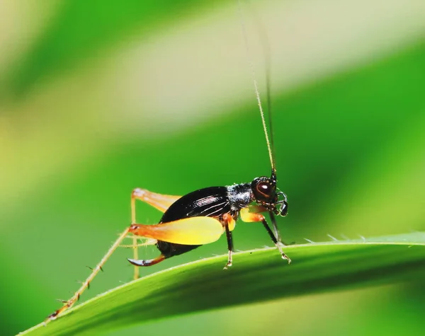 园林背景下小蟋蟀的自然景观 — 图库照片