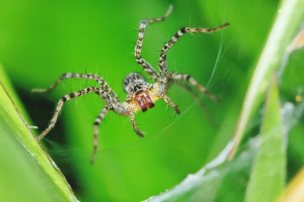 Macro Φωτογραφία Της Jumping Spider Πράσινο Φύλλο Για Φόντο — Φωτογραφία Αρχείου