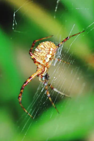 Macro Φωτογραφία Της Jumping Spider Πράσινο Φύλλο Για Φόντο — Φωτογραφία Αρχείου