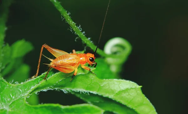 Scène Nature Jeune Grillon Dans Jardin Pour Fond — Photo