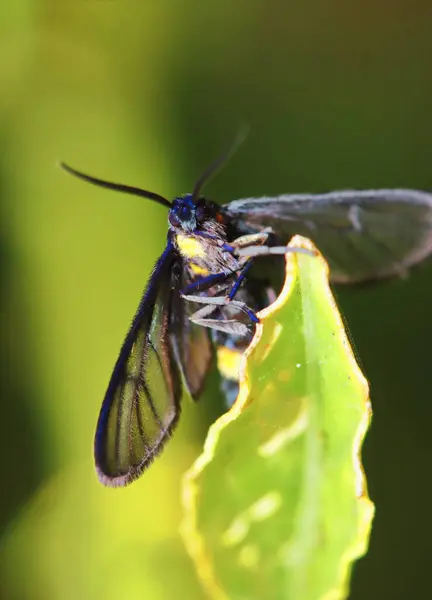 Macro Photo Papillon Gros Plan — Photo