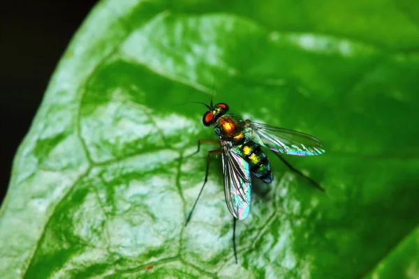 Kleine Fliegeninsekten Der Makrofotografie Hintergrund — Stockfoto