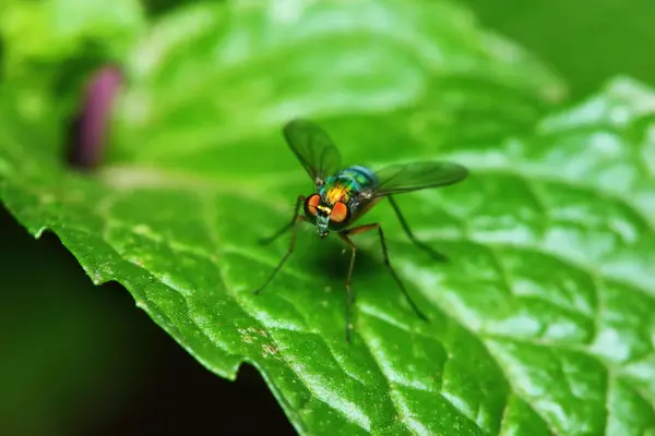 Small Fly Insects Macro Photography Background — Stock Photo, Image