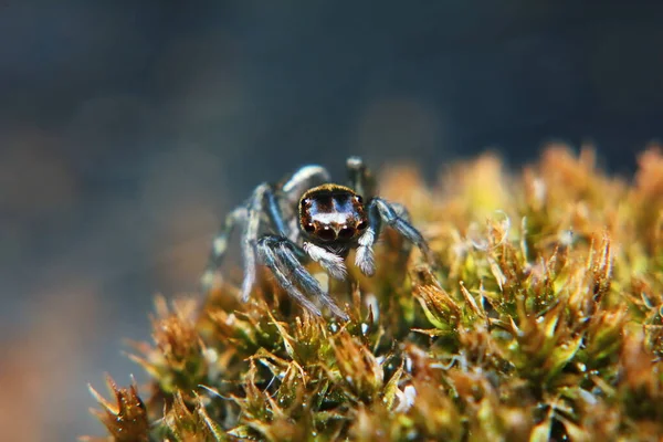 Makro Fényképezés Ugrás Spider Régi Moha Természetben Háttér — Stock Fotó