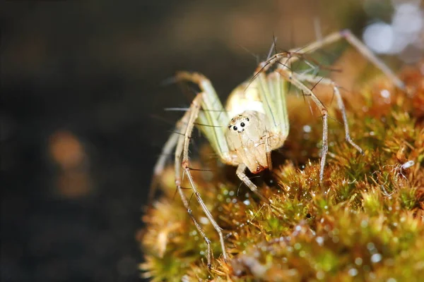 Macro Fotografie Van Jumping Spider Oud Mos Natuur Voor Achtergrond — Stockfoto