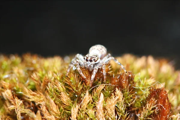 Macro Photographie Jumping Spider Sur Vieille Mousse Dans Nature Pour — Photo