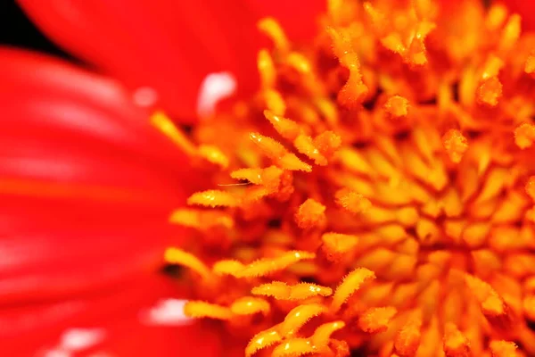 Macro Red Zinnia Flowers Garden — Stok Foto