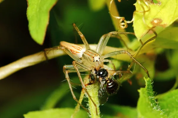 Makró Fotózás Jumping Spider Green Leaf — Stock Fotó