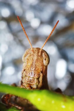 Güzel böcek çekirgesi, arka plan için güneşli yeşil yaprakların arasına gizlenmiş.