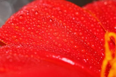 Güzel bir arka plan için doğada makro damla ve kırmızı güzel bir çiçek