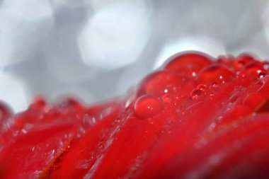 Güzel bir arka plan için doğada makro damla ve kırmızı güzel bir çiçek