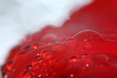 Güzel bir arka plan için doğada makro damla ve kırmızı güzel bir çiçek