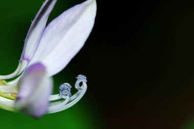 Kapatın Sesbania Javanica çiçeğini doğa bahçesinde güzel bir arka plan için