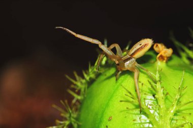 Yeşil tohum bitkisinin üzerine zıplayan örümceğin makro fotoğrafı