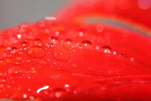 マクロドロップと美しい背景のための自然の中で赤の美しい花 — ストック写真