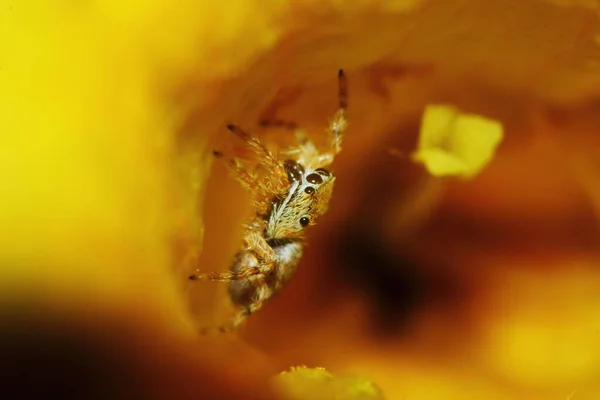 Macro Fotografía Salto Araña Amarillo Hermosa Flor Fondo Naturaleza — Foto de Stock