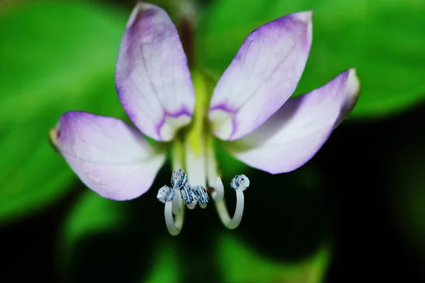 Fermer Sesbania Javanica Fleur Dans Jardin Naturel Pour Beau Fond — Photo