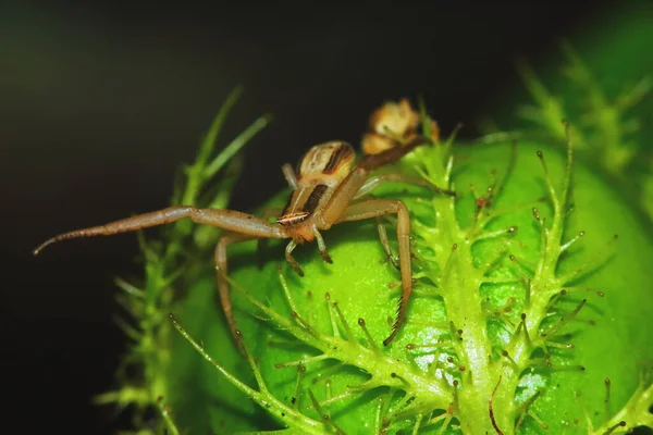 基于自然背景的绿色种子植物跳跃蜘蛛宏观摄影 — 图库照片