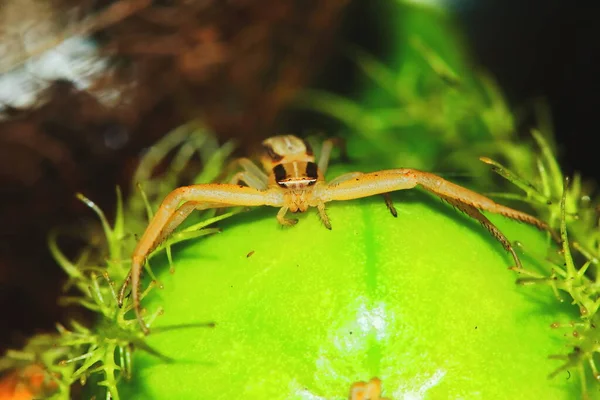 Makrofotografie Einer Springenden Spinne Auf Einer Grünen Saatpflanze Für Den — Stockfoto