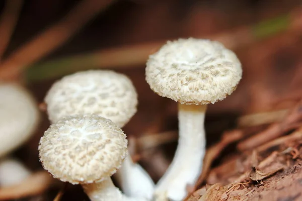 Hautnah Frische Weiße Pilze Wald Für Rohkost Und Frische Kräuter — Stockfoto