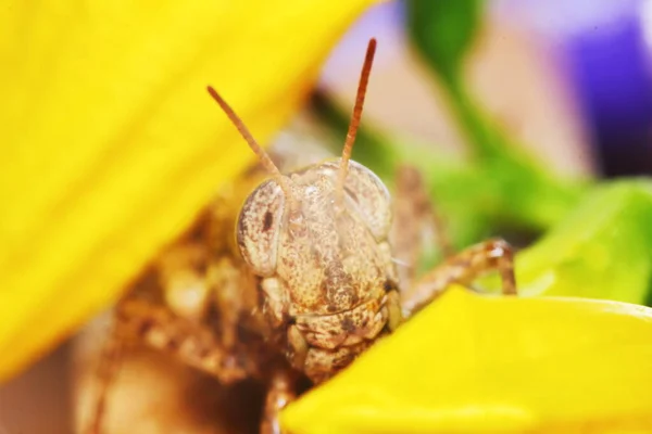 Beautiful Insect Grasshopper Masked Green Leaves Sunny Background — Stock Photo, Image