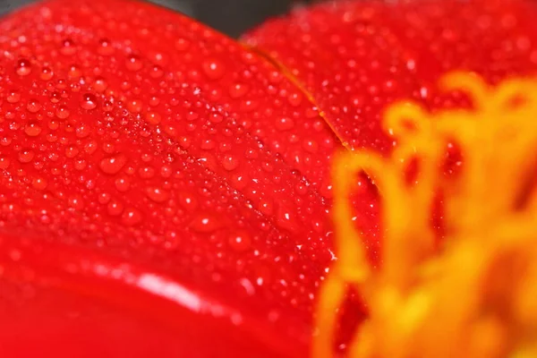 Makrotropfen Und Rote Blume Der Natur Für Schönen Hintergrund — Stockfoto