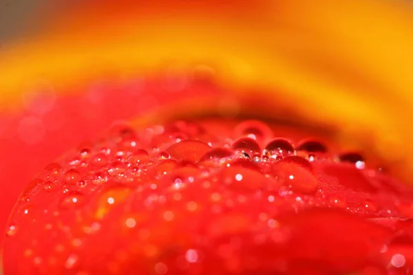 Macro Gota Rojo Hermosa Flor Naturaleza Para Hermoso Fondo — Foto de Stock