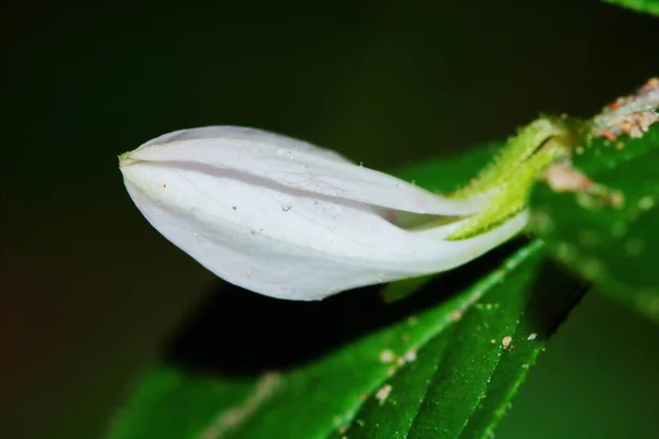 Vicino Sesbania Javanica Fiore Nel Giardino Naturale Uno Sfondo Bello — Foto Stock